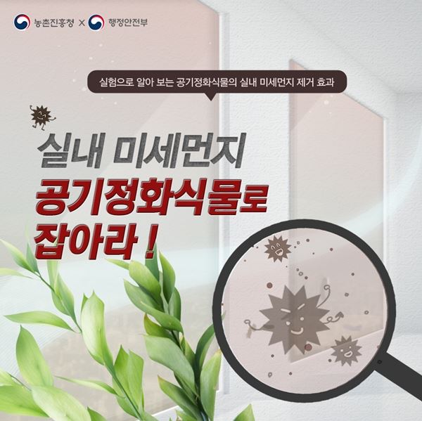 파키라(사진=농촌진흥청)