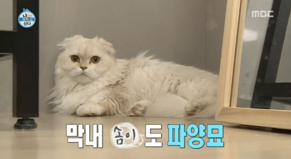 배우 윤균상이 기르던 막내 고양이가 헤어볼로 생을 마감했다.(사진=MBC 방송화면)