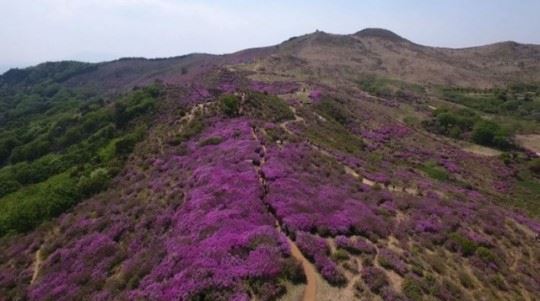 황매산 철쭉축제